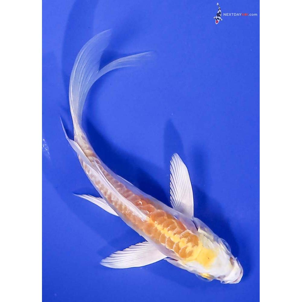 4.5” Imported Doitsu Lemon Hariwake Butterfly Koi
