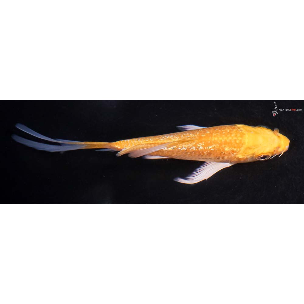 4.5” Imported Gin Rin Yamabuki Ogon Butterfly Koi