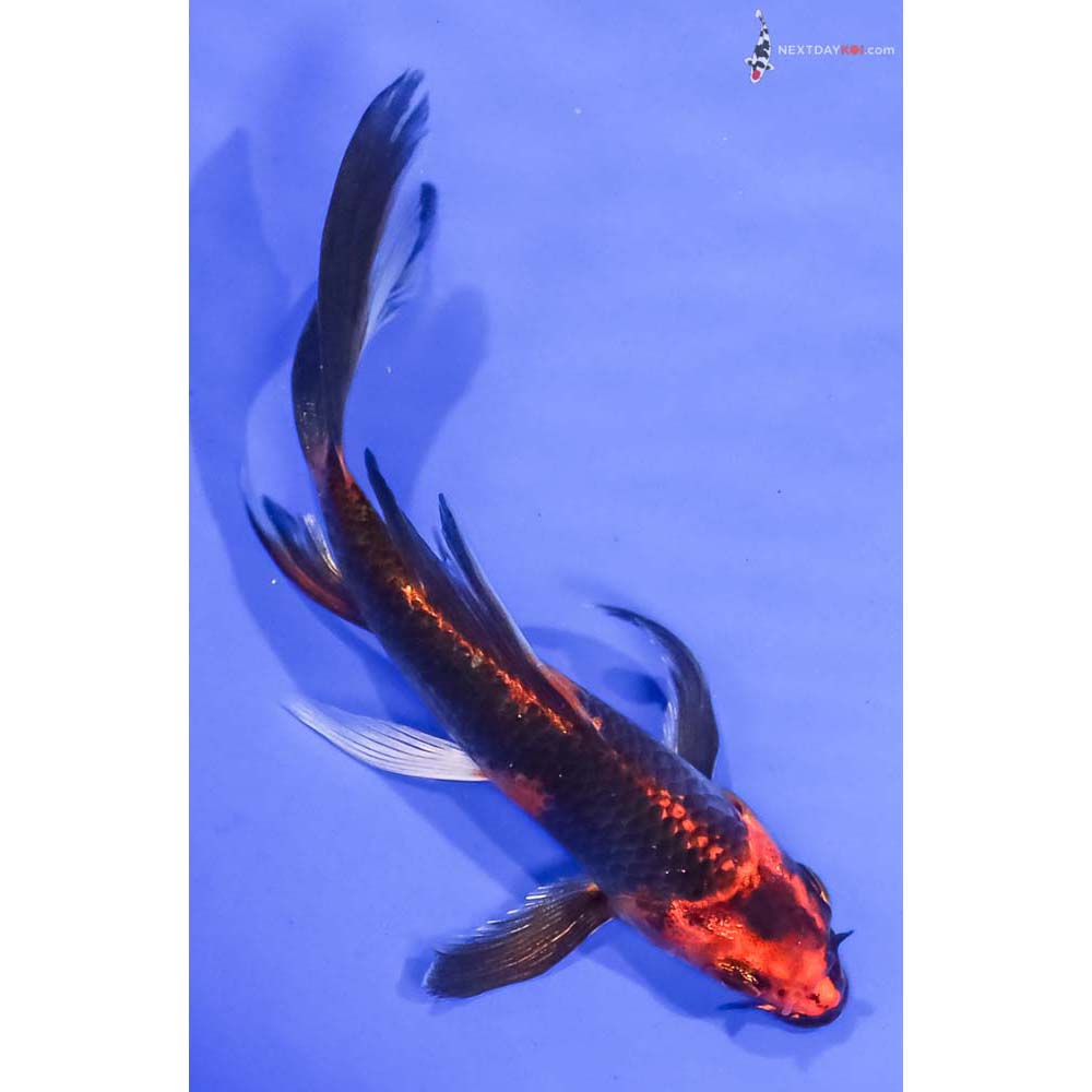 5” Imported Kin Hi Utsuri Butterfly Koi
