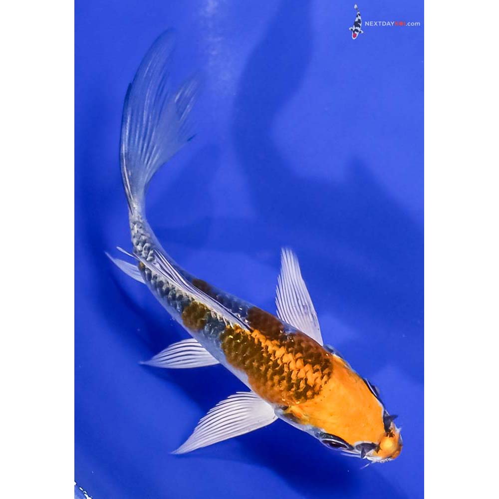 4.5” Imported Kujaku Butterfly Koi