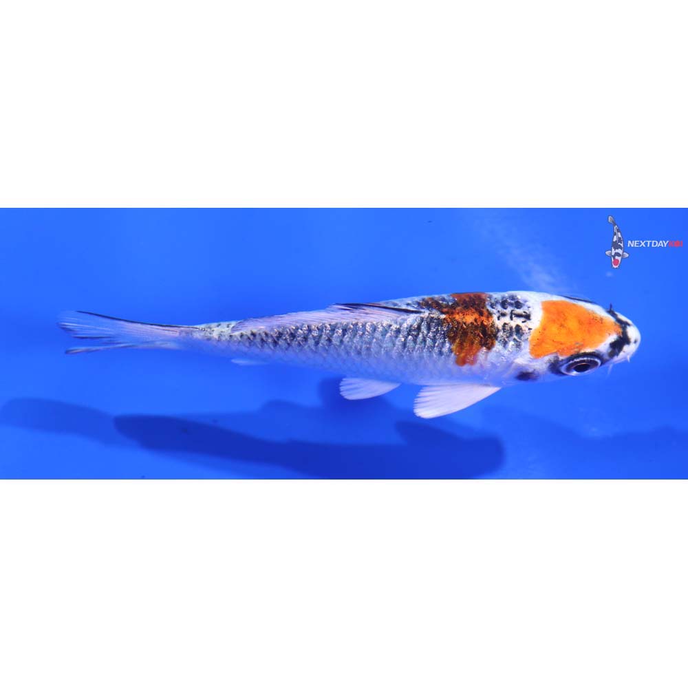 3.5” Imported Kujaku