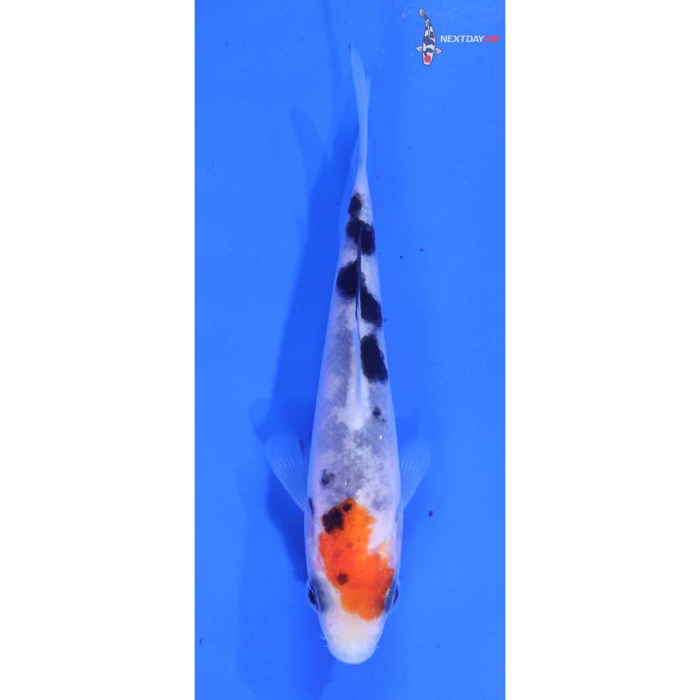 3.5” Imported Sanke