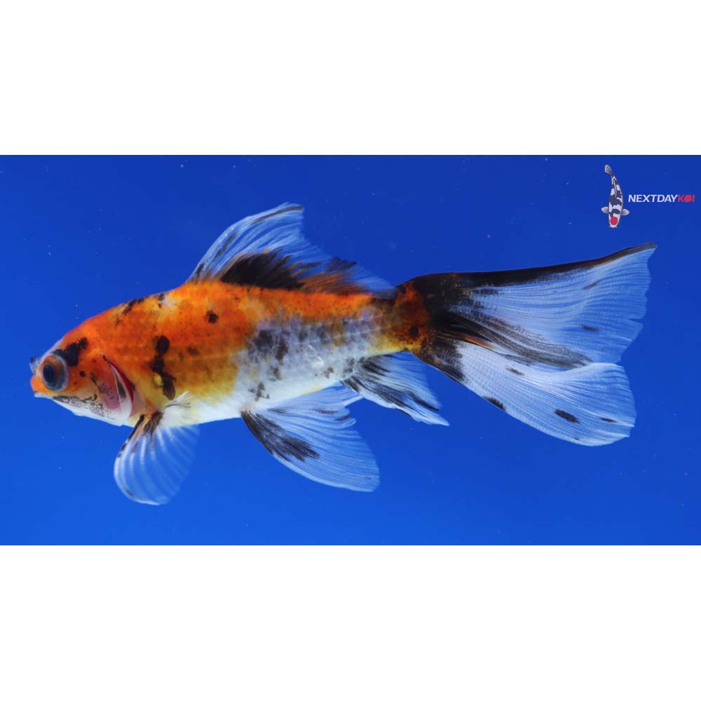 4” Imported Calico Wakin