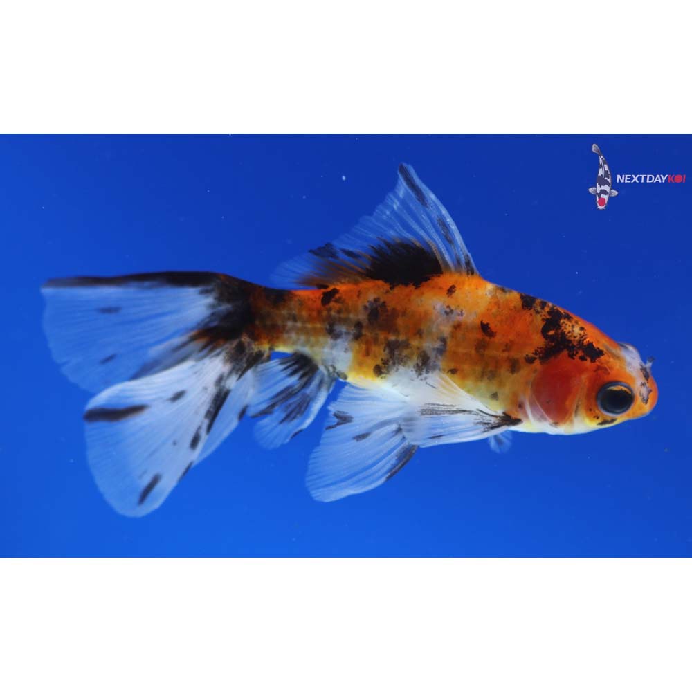 4” Imported Calico Wakin