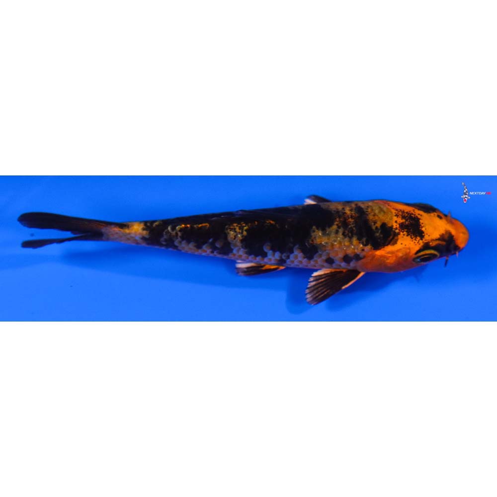 3.5” Imported Kin Aka Bekko