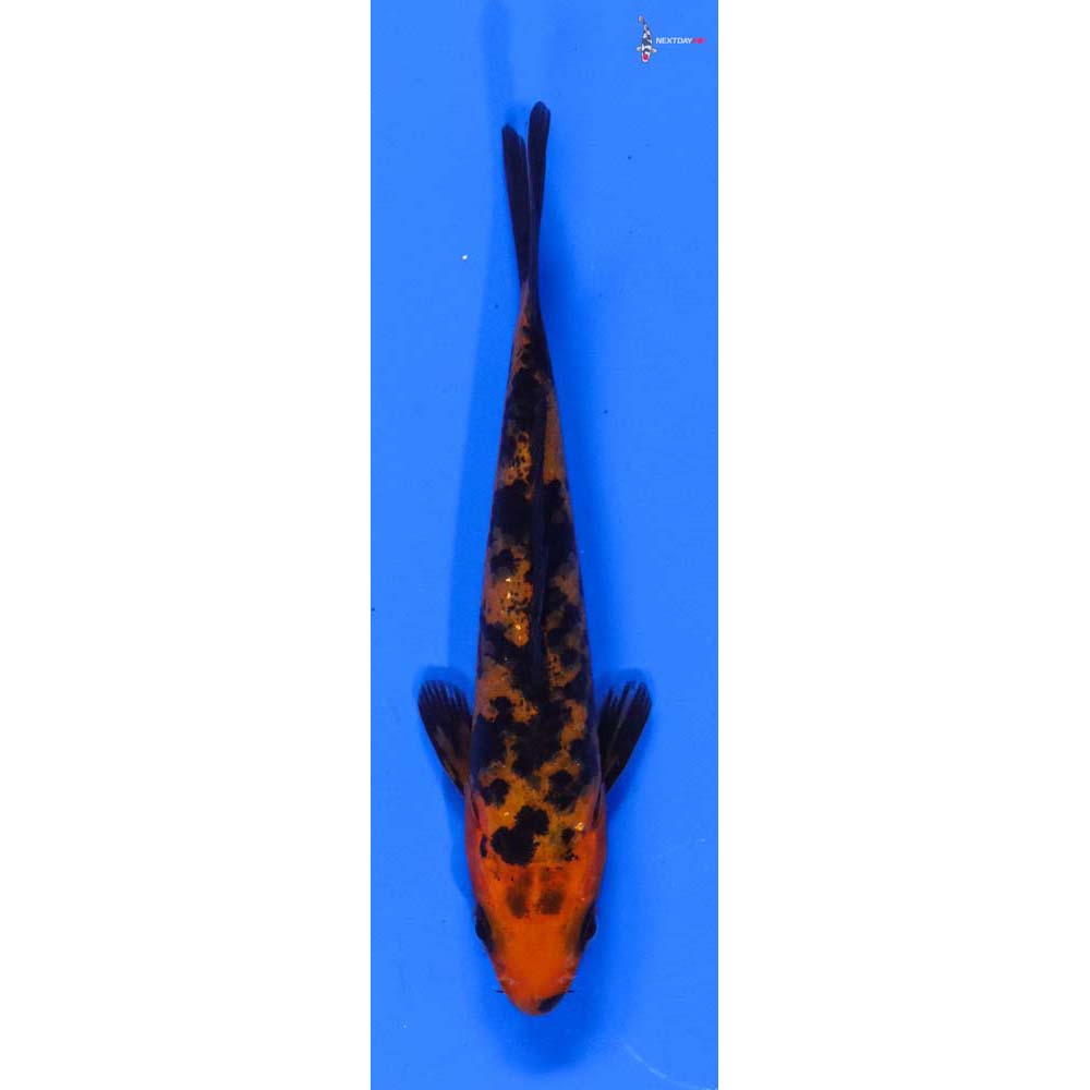 3.5” Imported Aka Bekko
