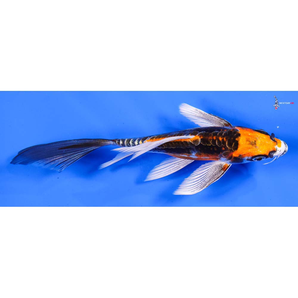 6” Imported Kin Kikokuryu Butterfly Koi