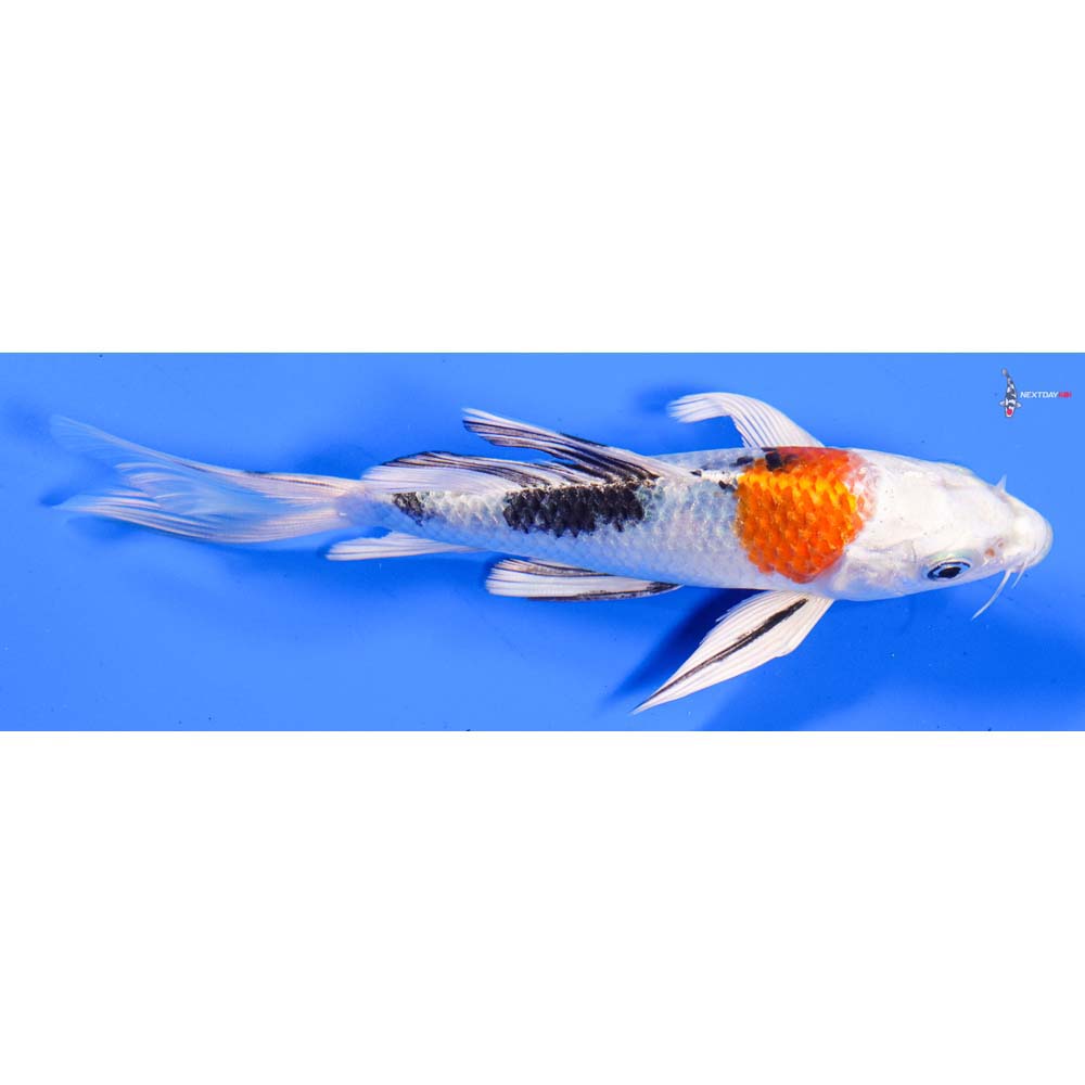 6” Imported Yamato Nishiki Butterfly Koi