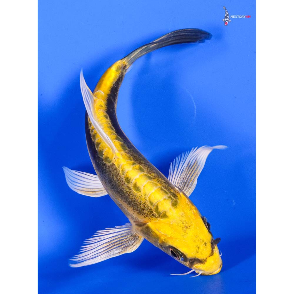 5” Imported Kin Kikokuryu Butterfly Koi