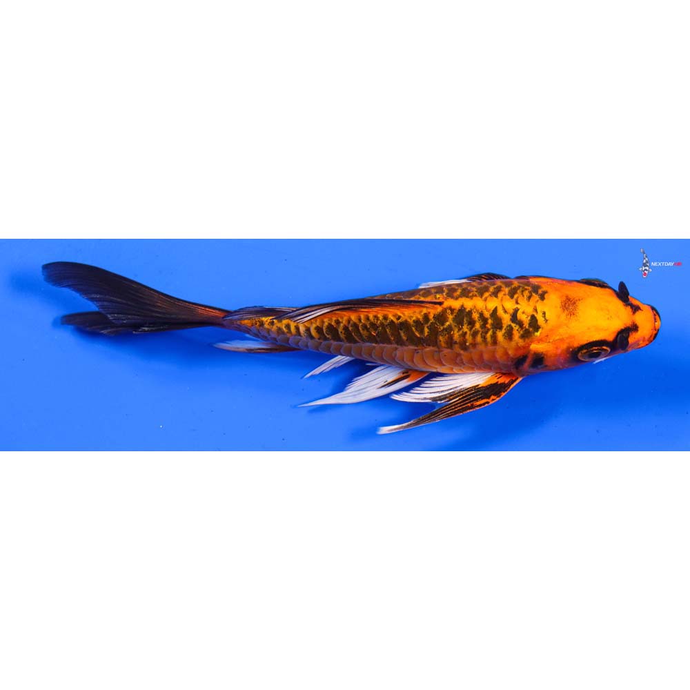 6” Imported Armor Scaled Orenji Matsuba Butterfly Koi