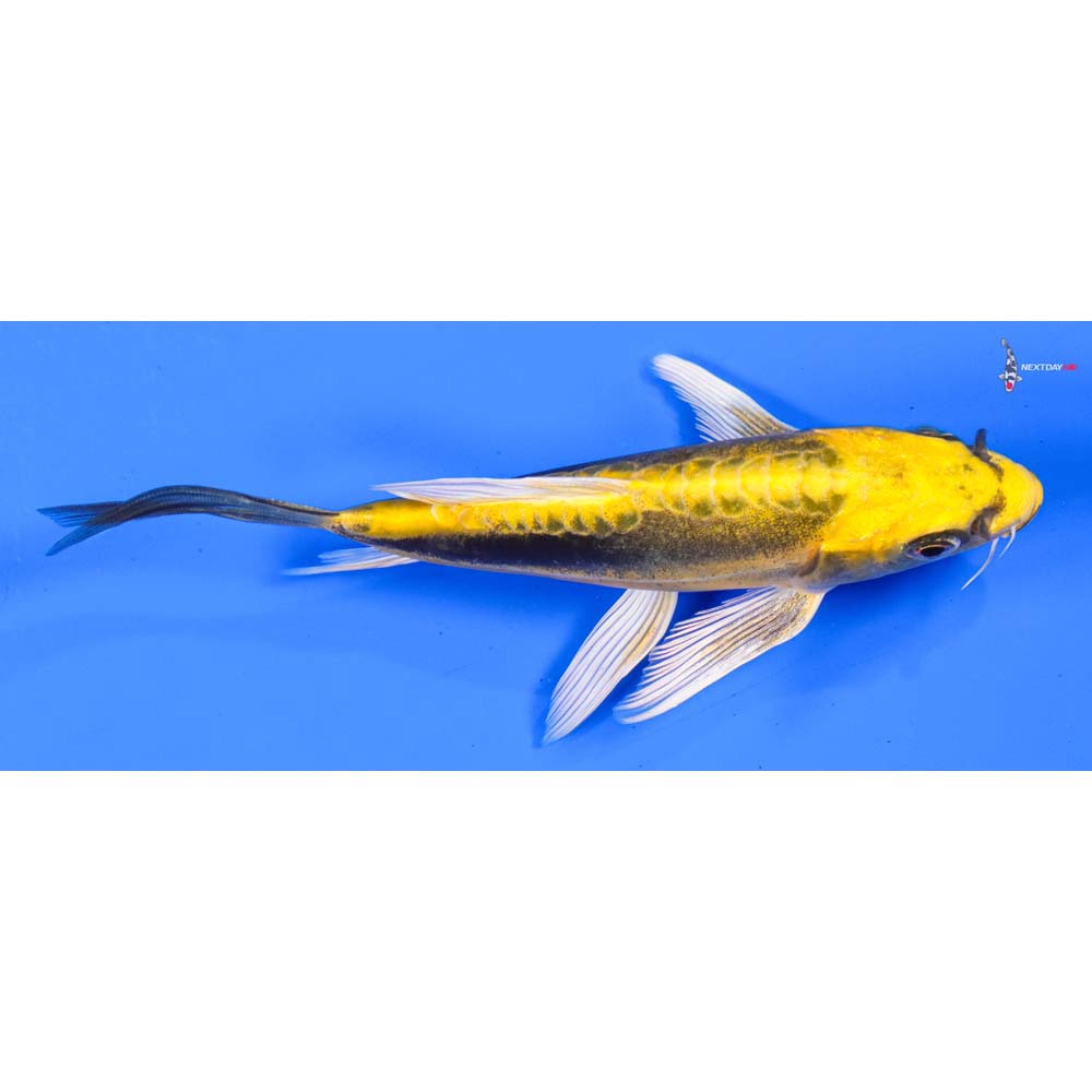 5” Imported Kin Kikokuryu Butterfly Koi