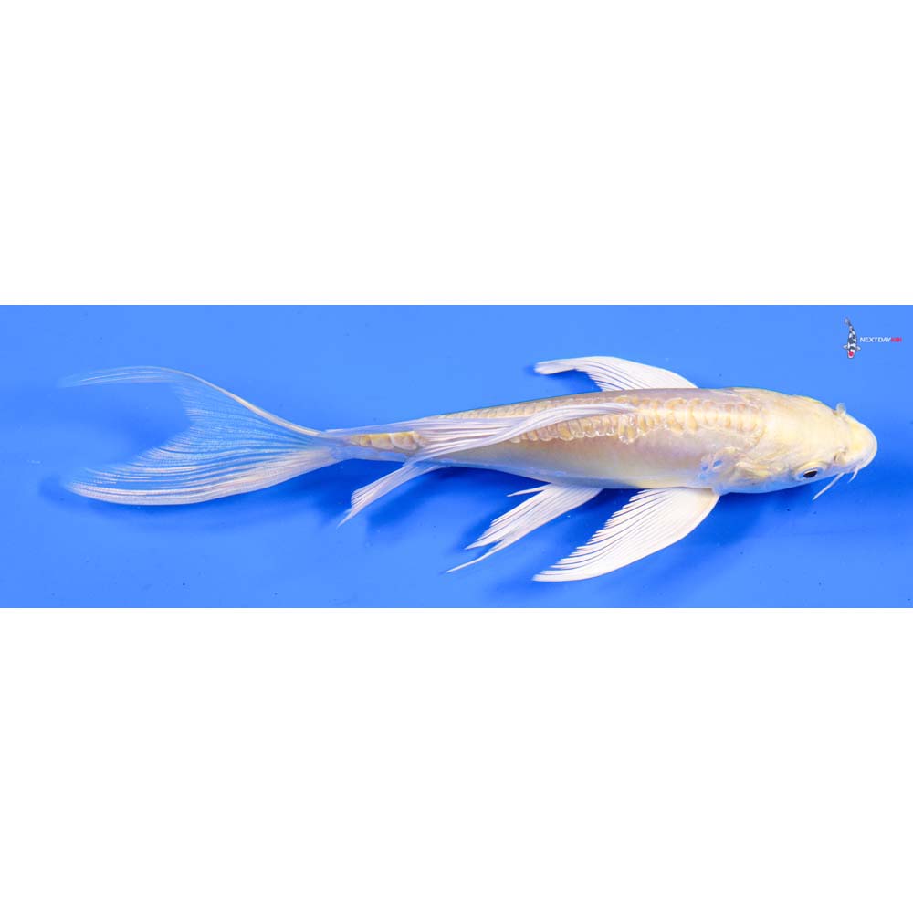 6.5” Imported Doitsu Yamabuki Ogon Butterfly Koi