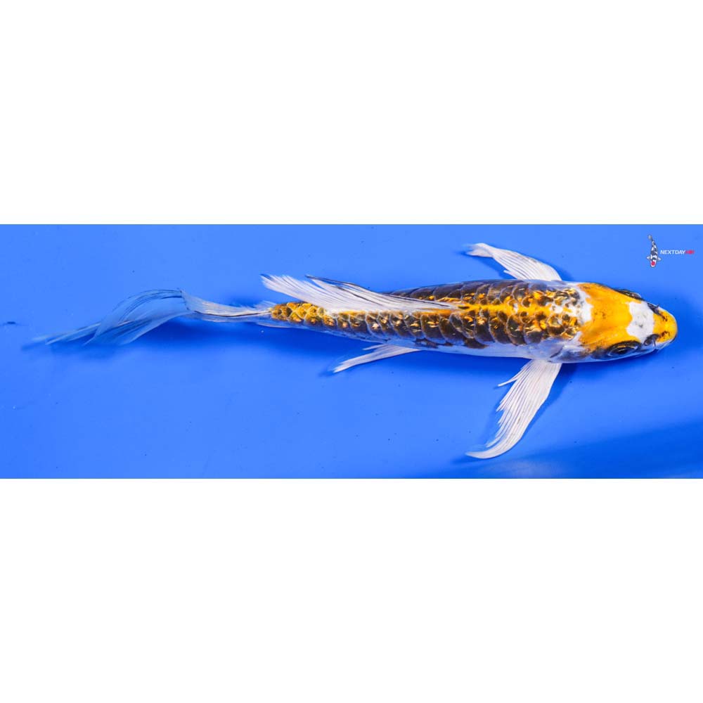 6.5” Imported Doitsu Gin Rin Kujaku Butterfly Koi