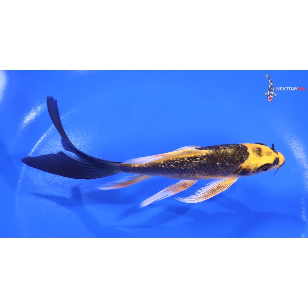 5.5” Imported Gin Rin Ki Matsuba Butterfly Koi