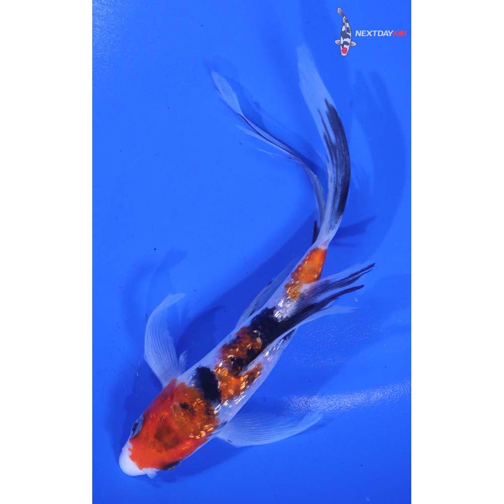 5.5” Imported Gin Rin Sanke Butterfly Koi