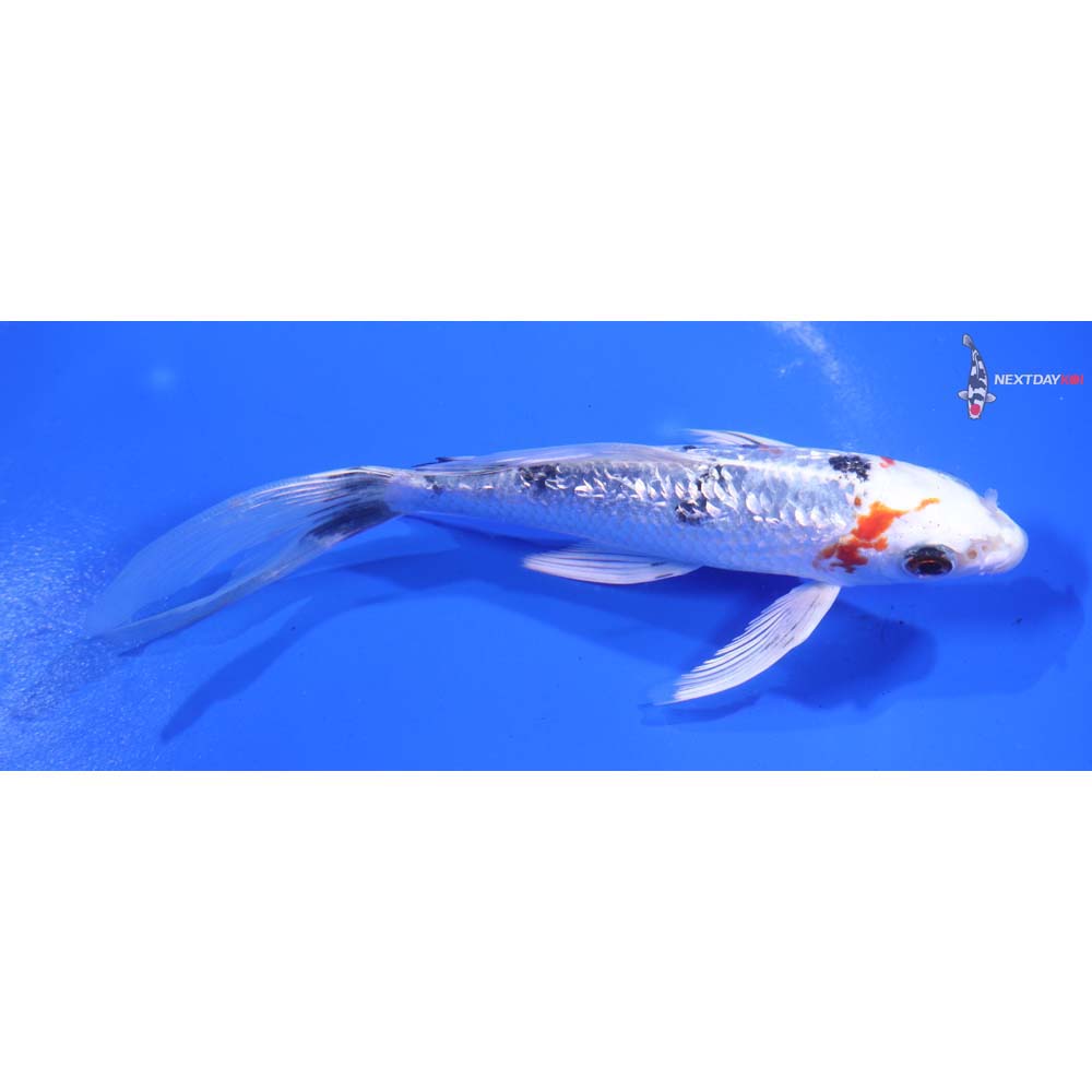 6” Imported Gin Rin Yamato Nishiki Butterfly Koi
