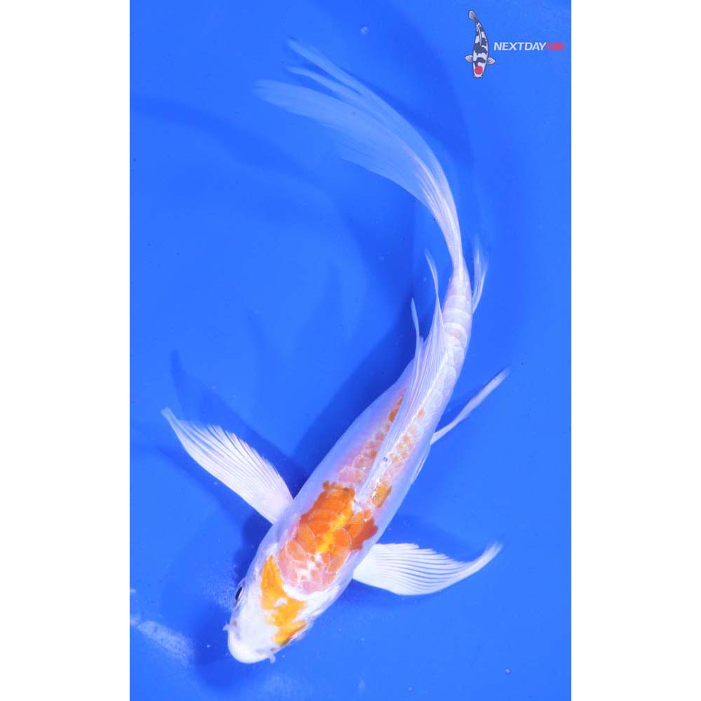 6” Imported Kikusui Butterfly Koi