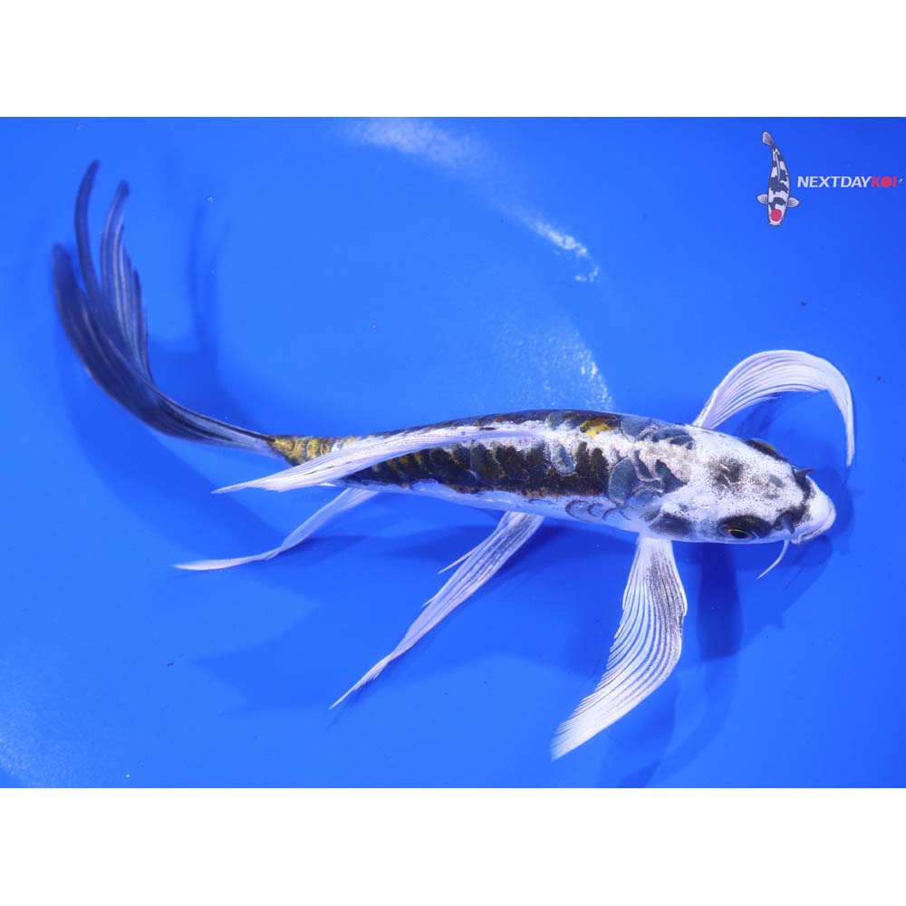 7” Imported Kin Kikokuryu Butterfly Koi