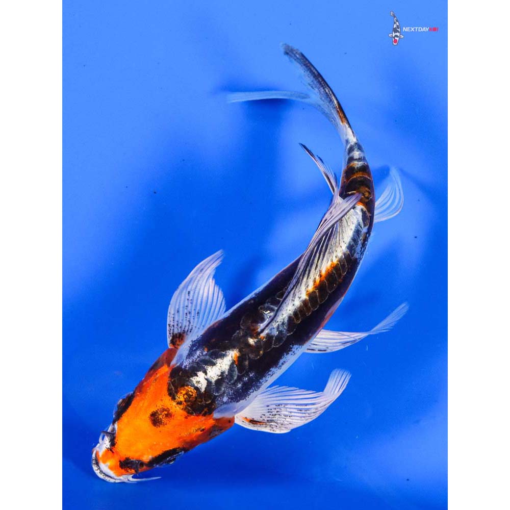 5.5” Imported Kin Kikokuryu Butterfly Koi
