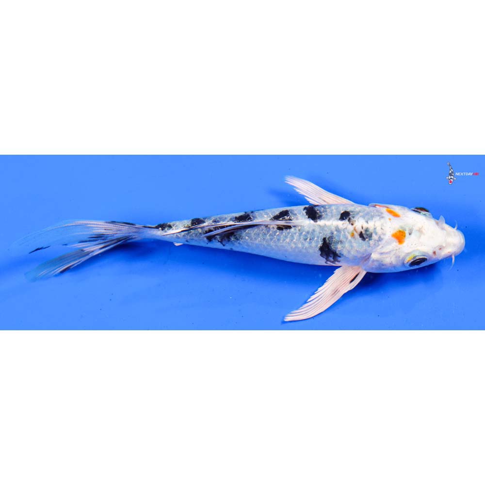 5.5” Imported Yamato Nishiki Butterfly Koi
