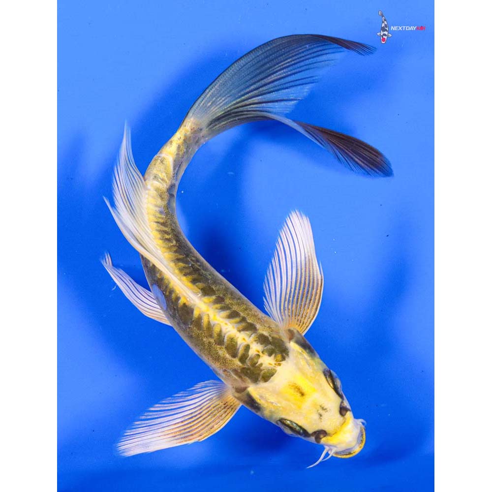 6” Imported Doitsu Ki Matsuba Butterfly Koi