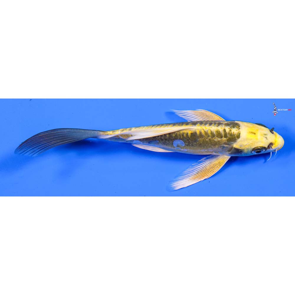 6” Imported Doitsu Ki Matsuba Butterfly Koi