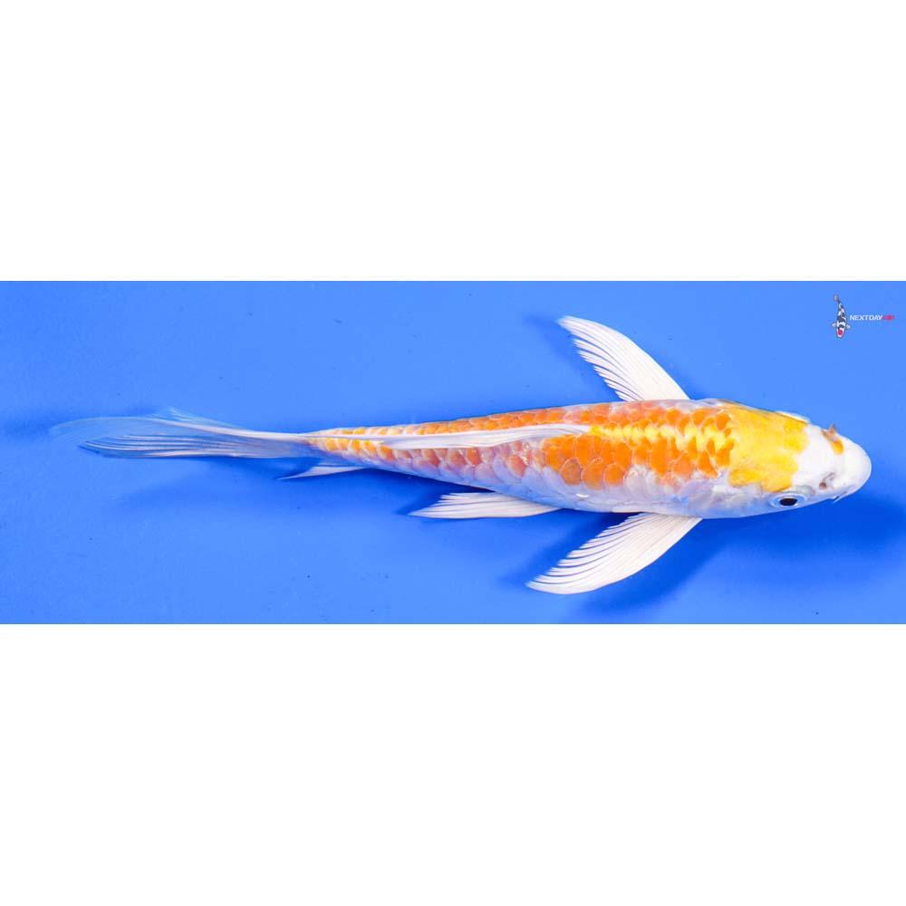 6” Imported Kikusui Butterfly Koi