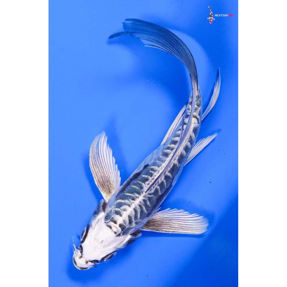 6” Imported Kikokuryu Butterfly Koi