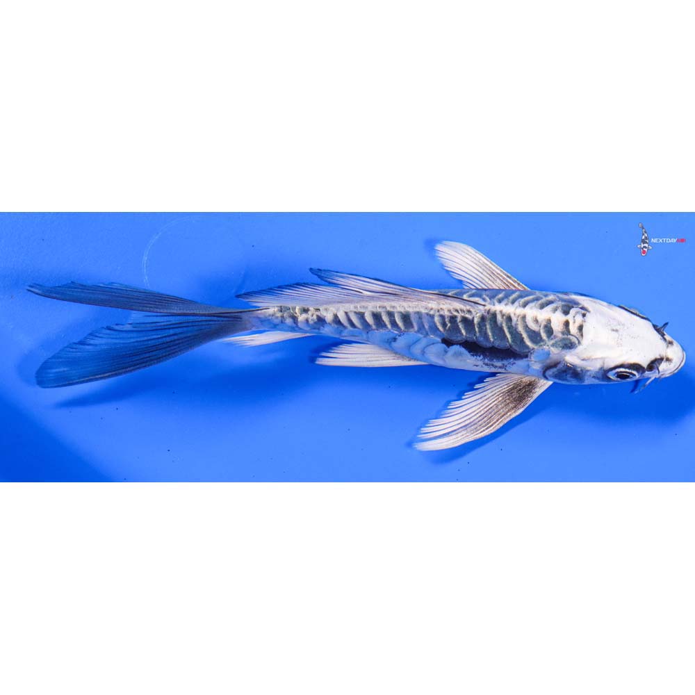 6” Imported Kikokuryu Butterfly Koi