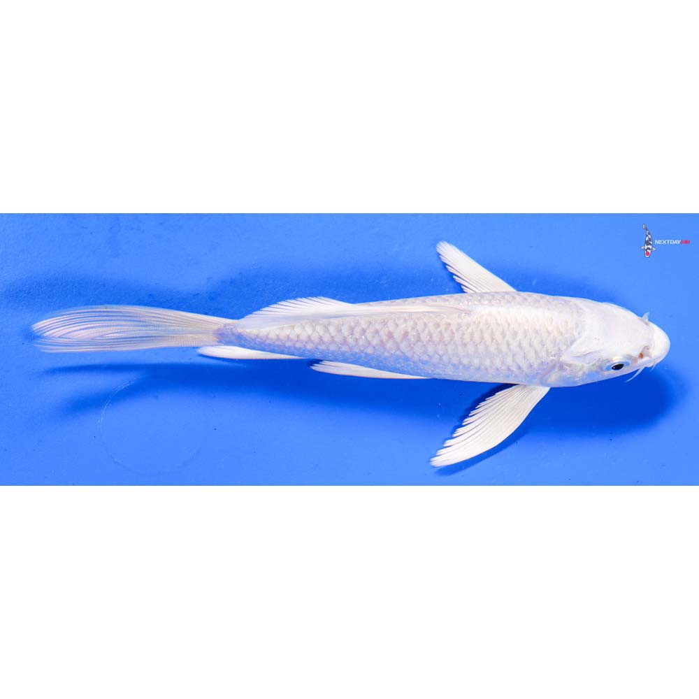 6” Imported Platinum Ogon Butterfly Koi
