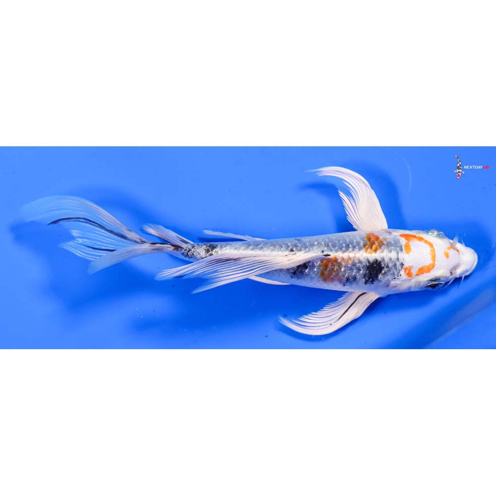 6” Imported Yamato Nishiki Butterfly Koi
