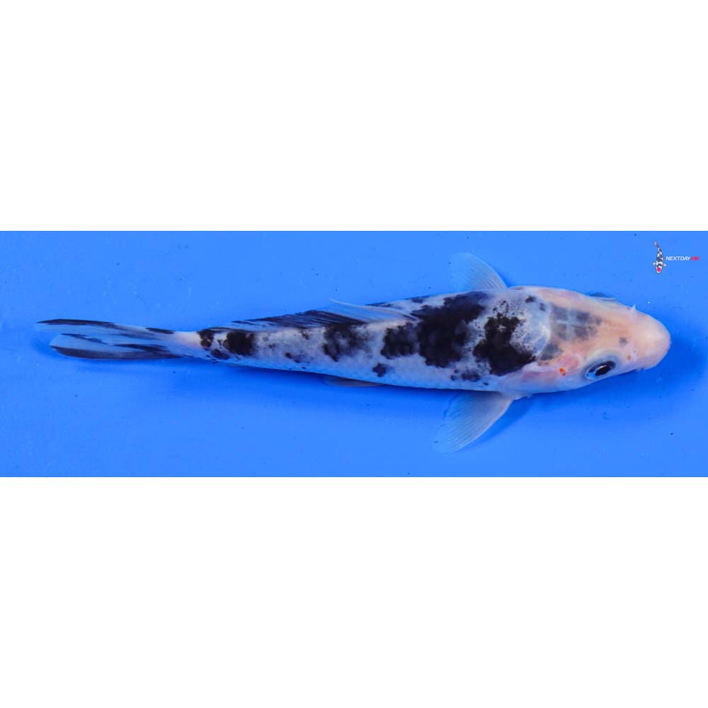 5” Imported Shiro Bekko