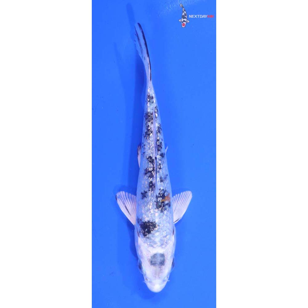 4” Imported Gin Rin Yamato Nishiki