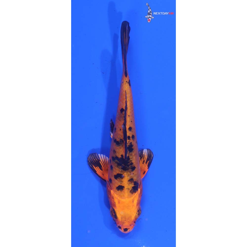 3.5” Imported Kin Aka Bekko