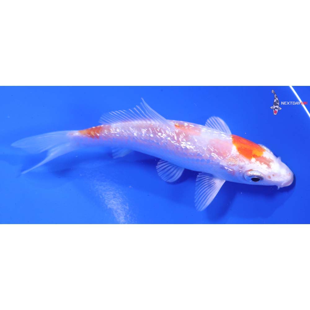 4.5” Imported Gin Rin Hariwake
