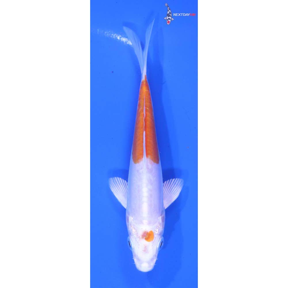 5” Imported Kikusui