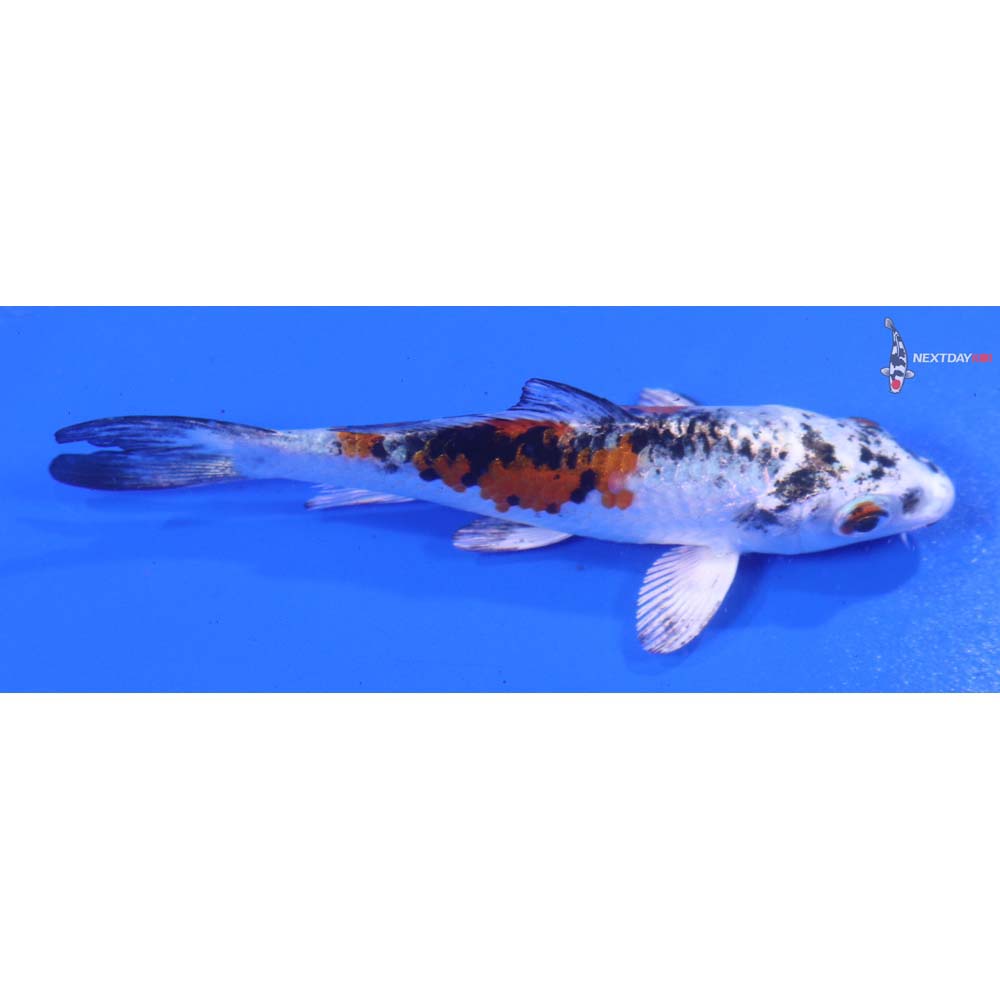 3.5” Imported Yamato Nishiki