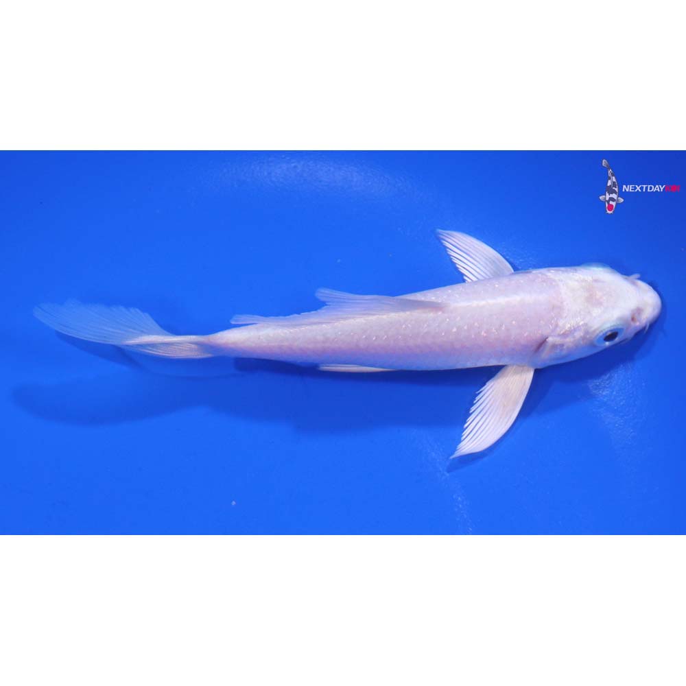 4.5” Imported Platinum Ogon Butterfly Koi