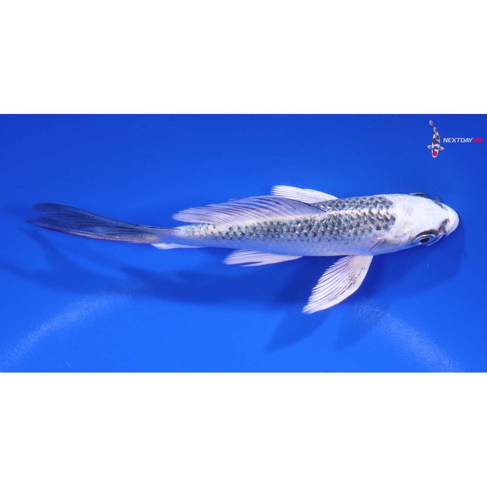 4.5” Imported Gin Matsuba Butterfly Koi
