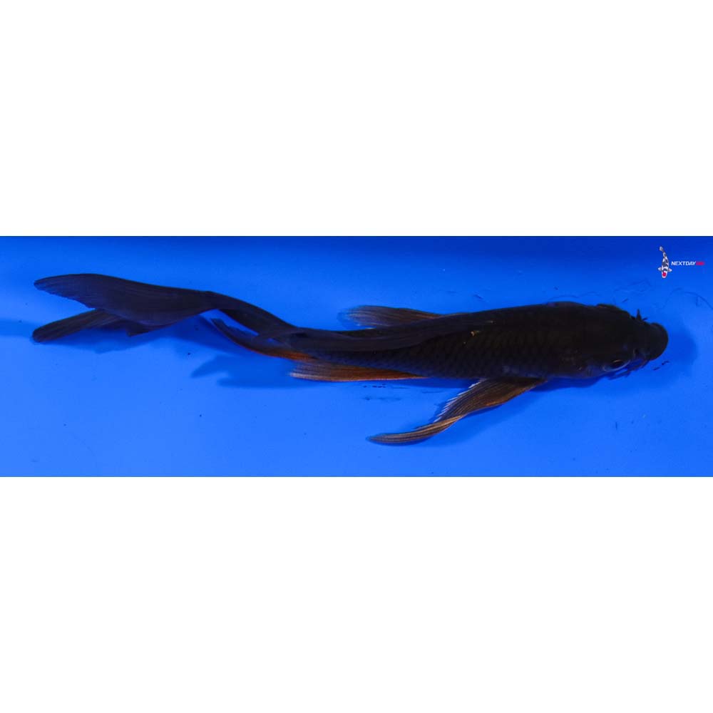 5” Imported Chagoi Butterfly Koi