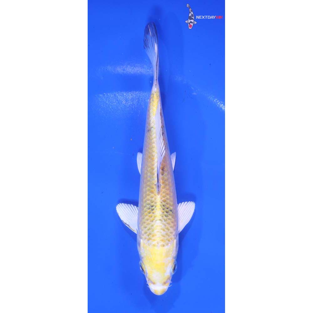 5.5” Imported Yamato Nishiki
