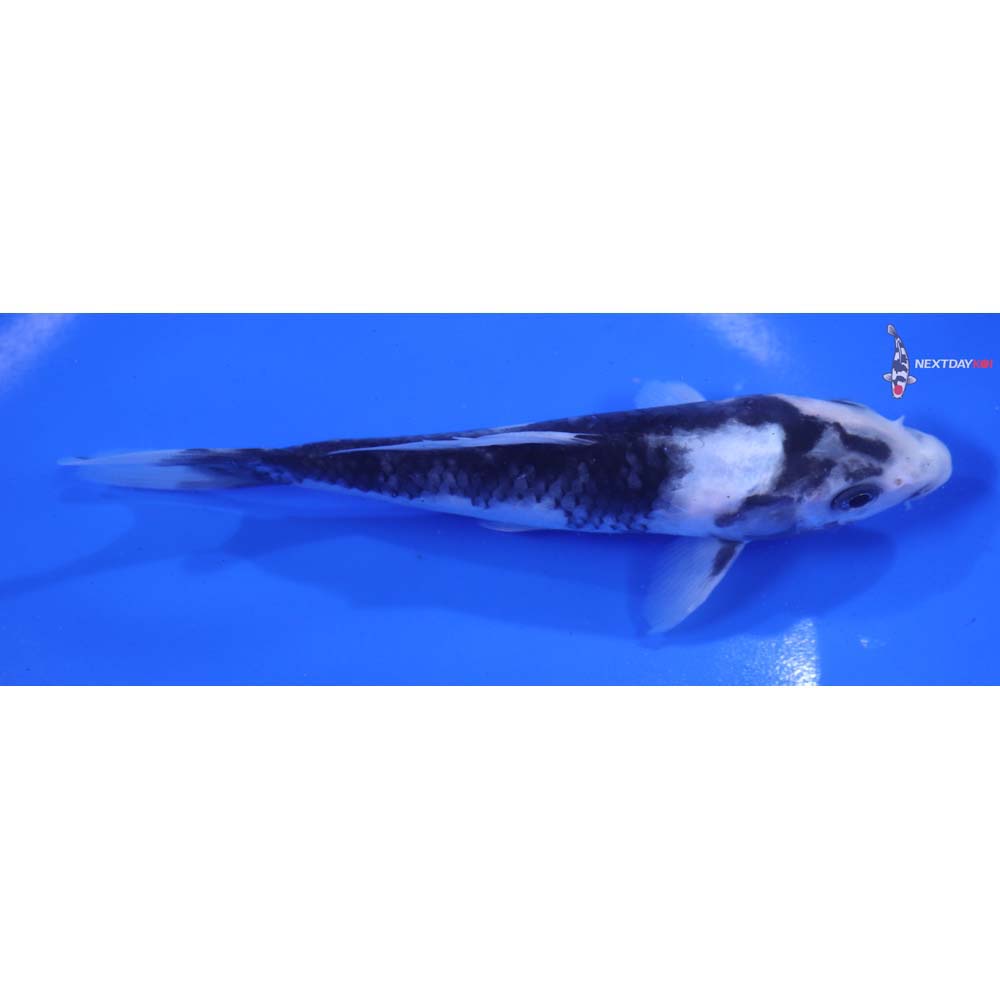 6” Imported Matsukawabakke