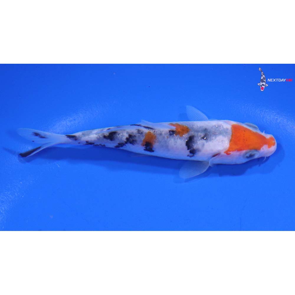 3.5” Imported Sanke