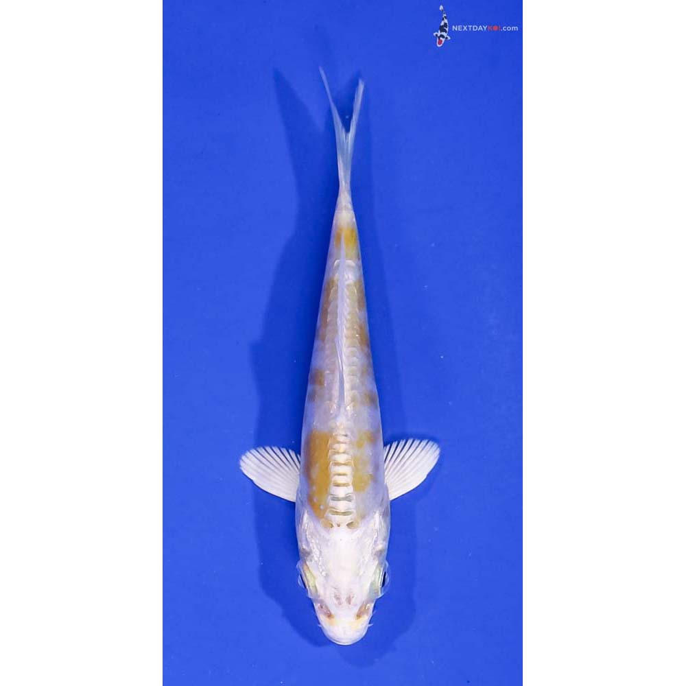 3.5” Imported Doitsu Lemon Hariwake