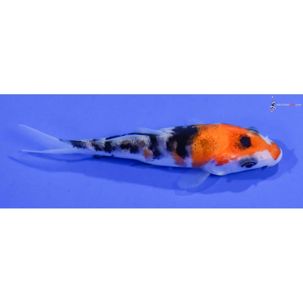 3” Imported Sanke