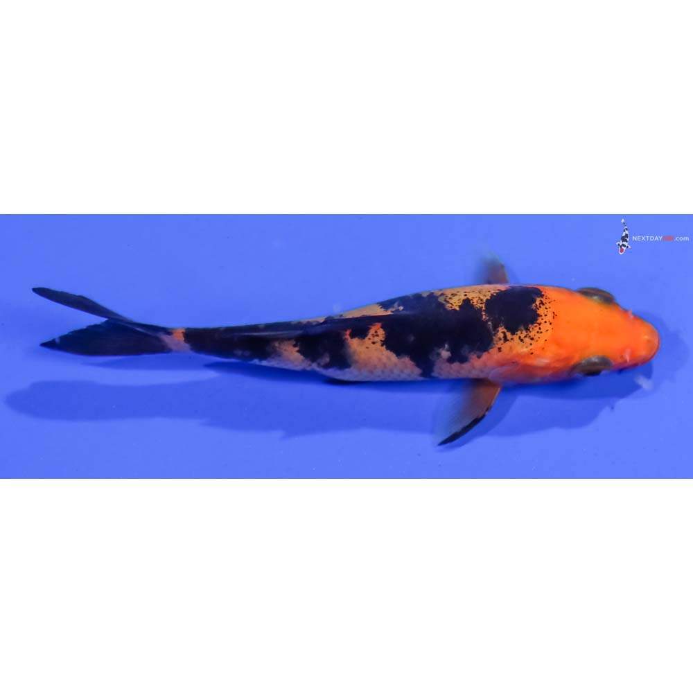 3.5” Imported Aka Bekko
