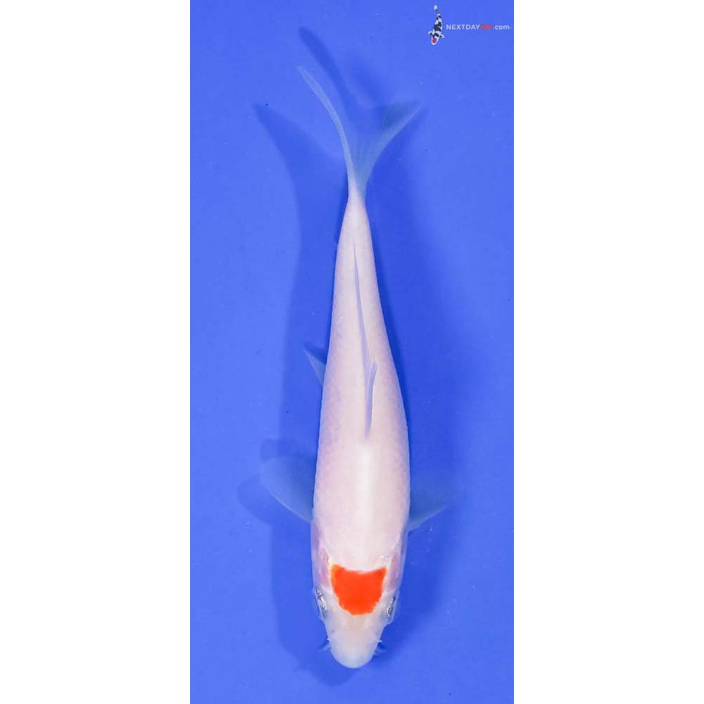 3.5” Imported Kohaku