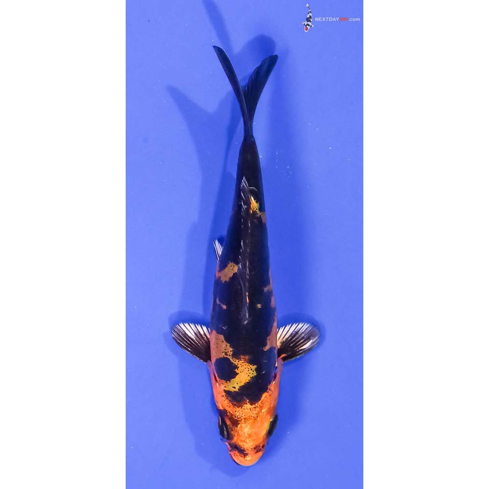 4” Imported Doitsu Kin Aka Bekko