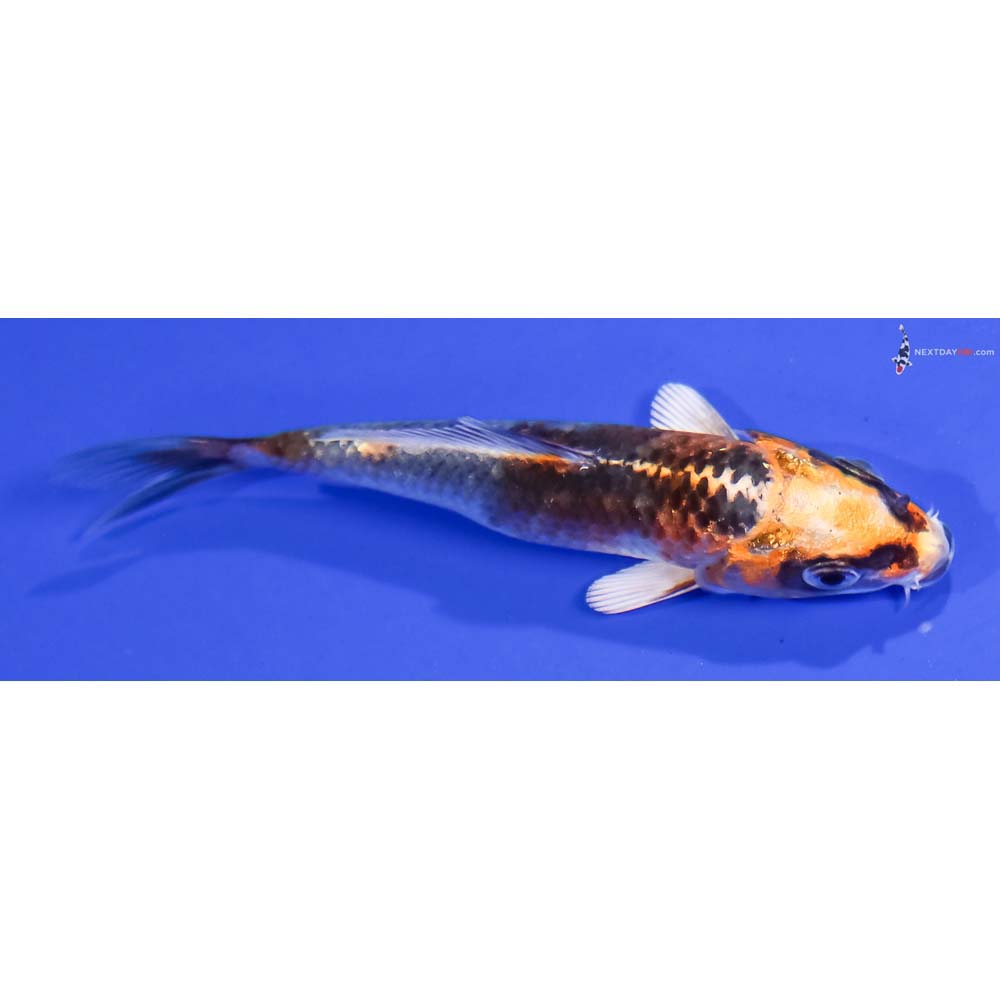 4” Imported Kujaku