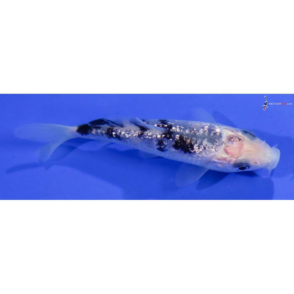 3” Imported Gin Rin Shiro Bekko